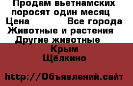 Продам вьетнамских поросят,один месяц › Цена ­ 3 000 - Все города Животные и растения » Другие животные   . Крым,Щёлкино